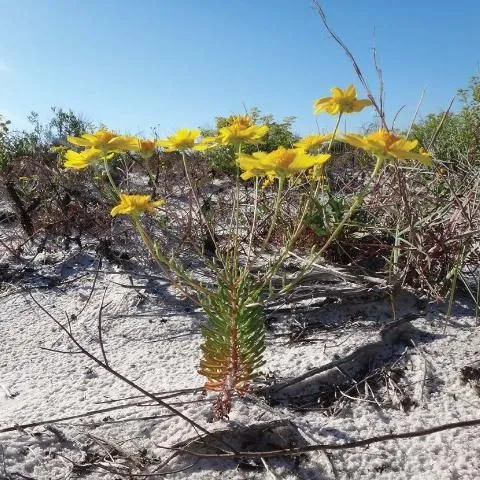 thumbnail for publication: Coastalplain Honeycombhead, Balduina angustifolia